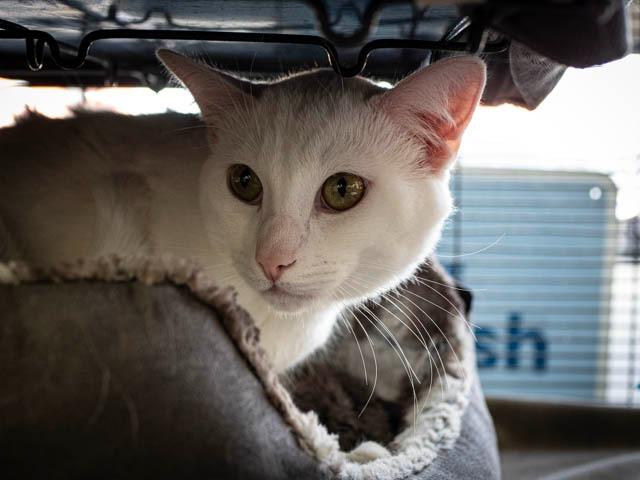 Enlarge Axel, a Adoptable mixed breed in Calgary, AB image 6/6