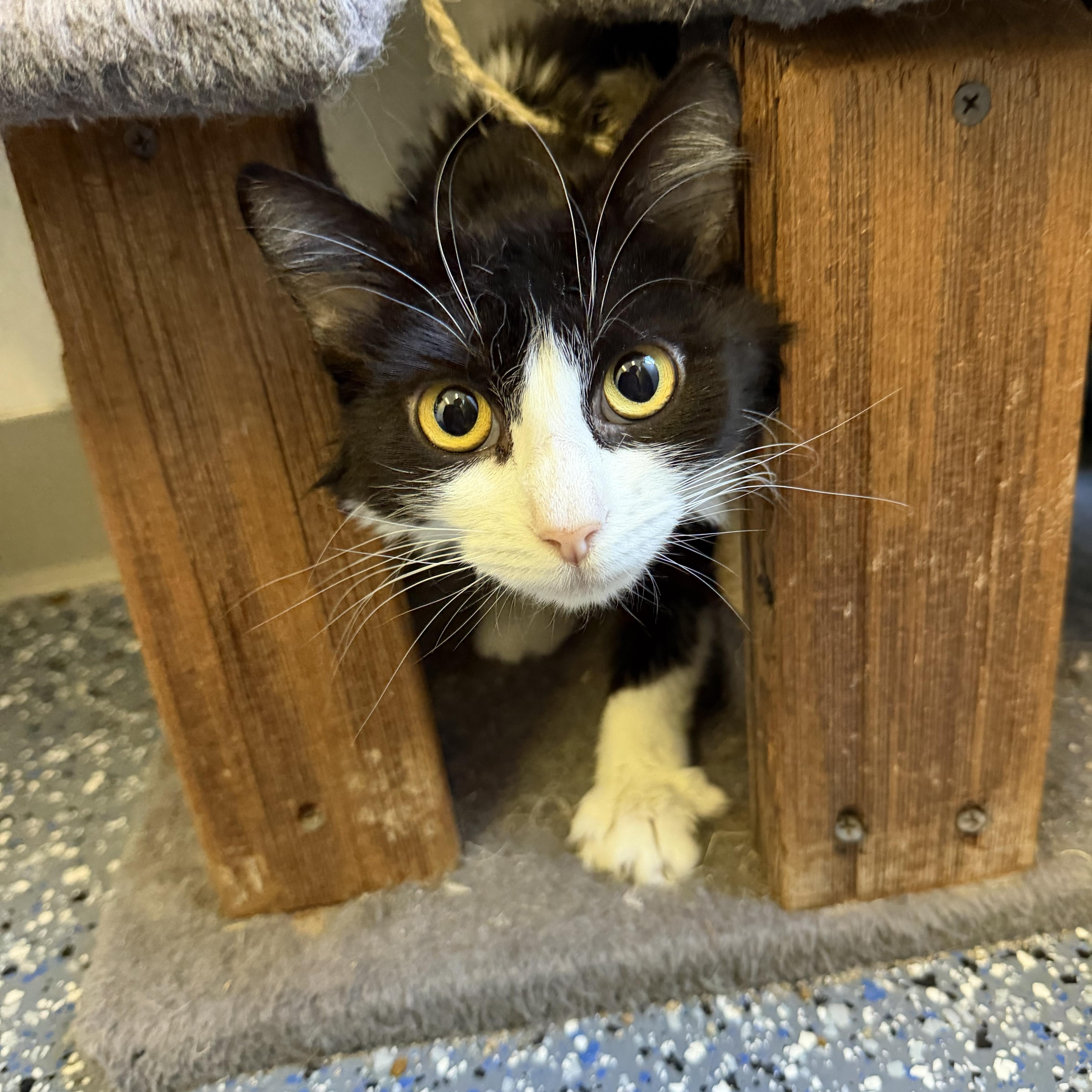 Harlow — thumbnail 2