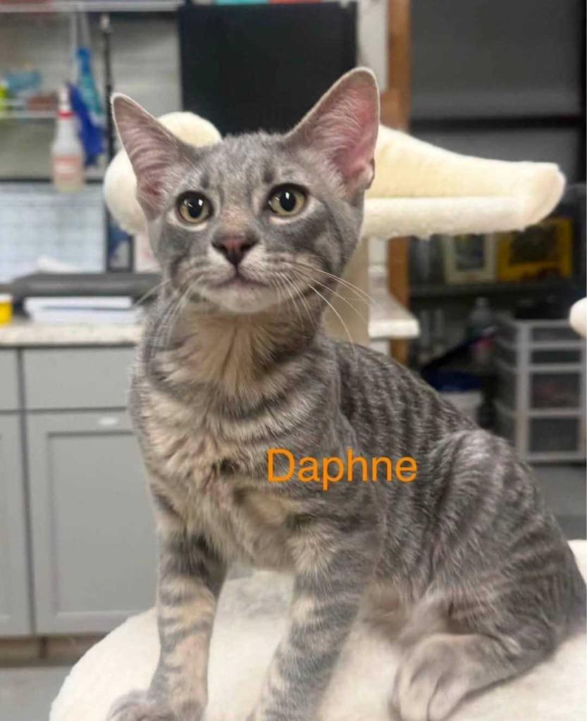 Lorelai, Adoptable, Kitten Female Domestic Short Hair.