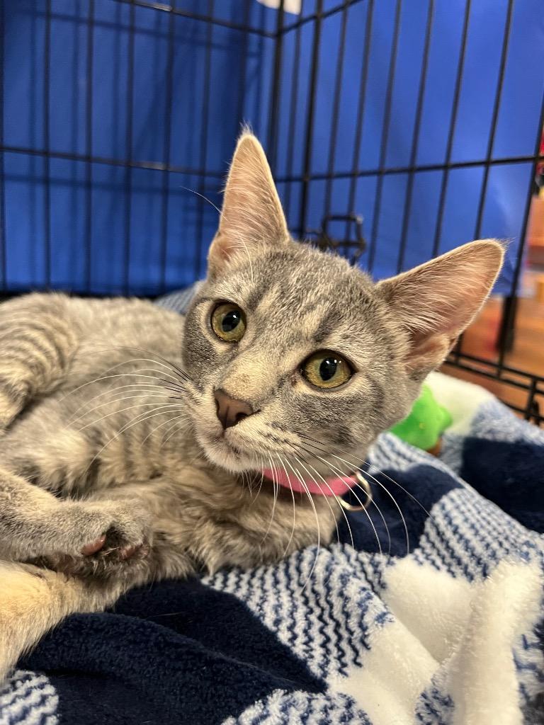 Enlarge Lorelai, a Adoptable mixed breed in Tulsa, OK image 2/3