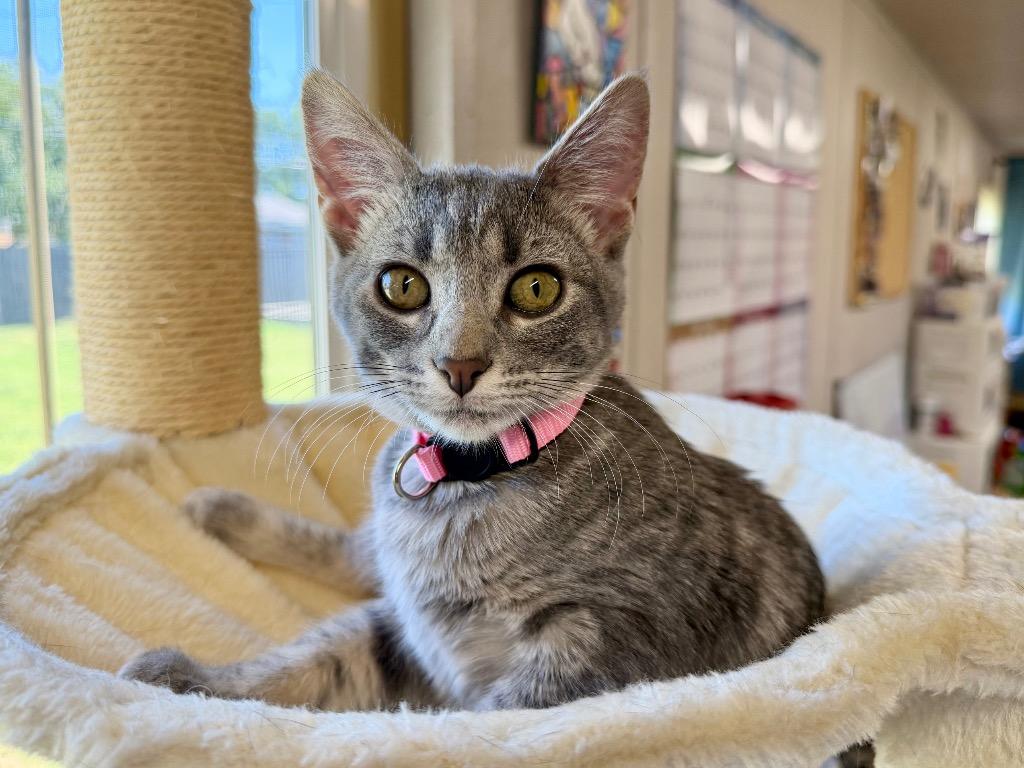 Enlarge Lorelai, a Adoptable mixed breed in Tulsa, OK image 4/6