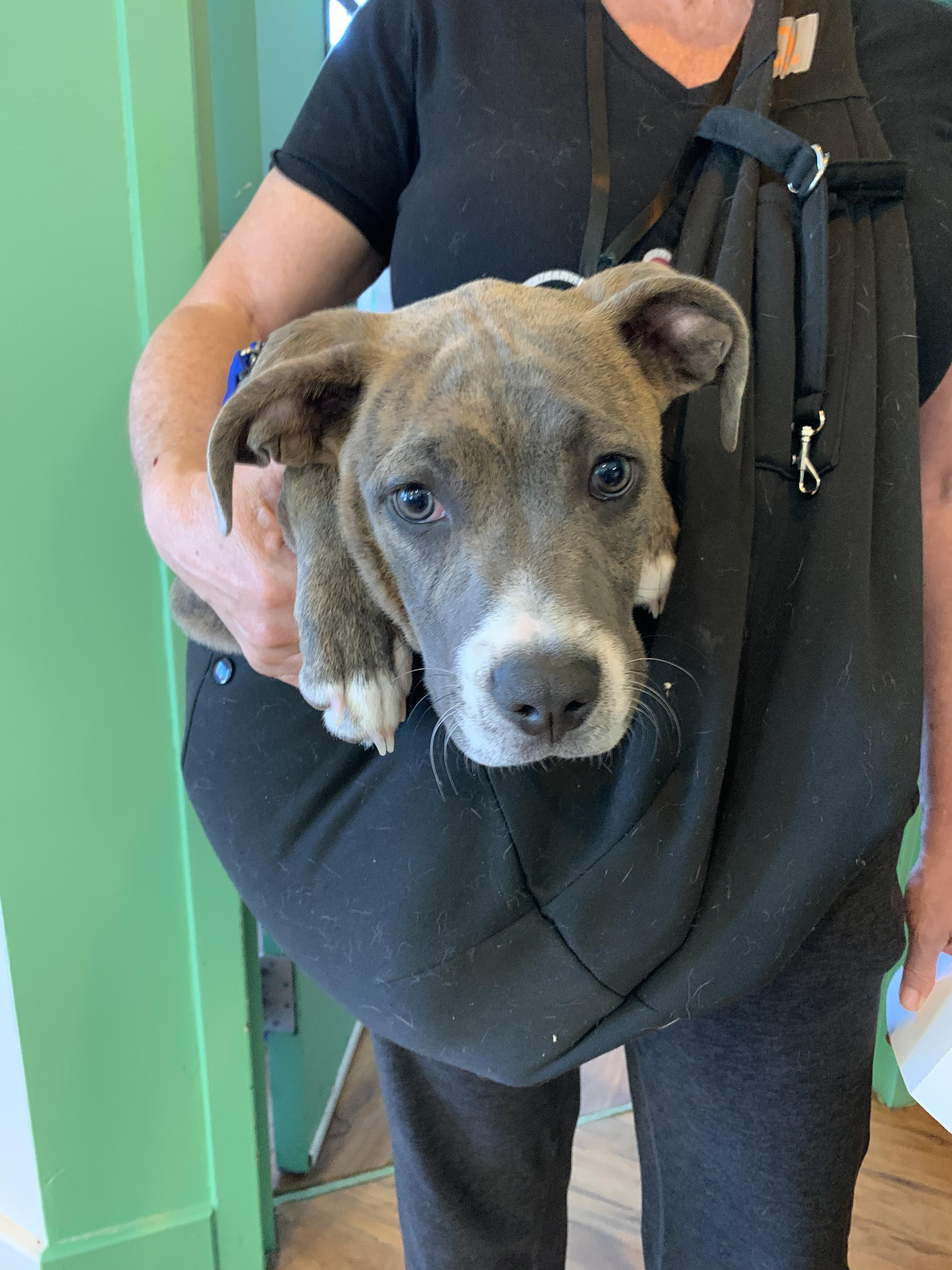 Enlarge Yoda, a ADOPTABLE mixed breed in Grass Valley, CA image 2/4