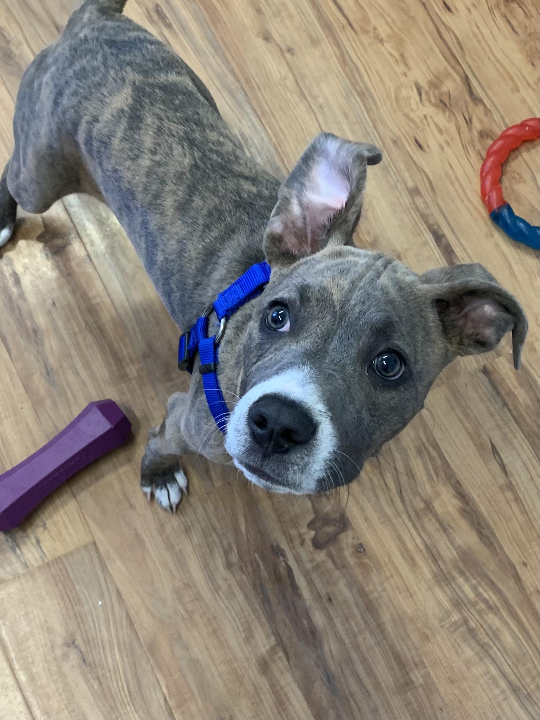 Enlarge Yoda, a ADOPTABLE mixed breed in Grass Valley, CA image 1/4