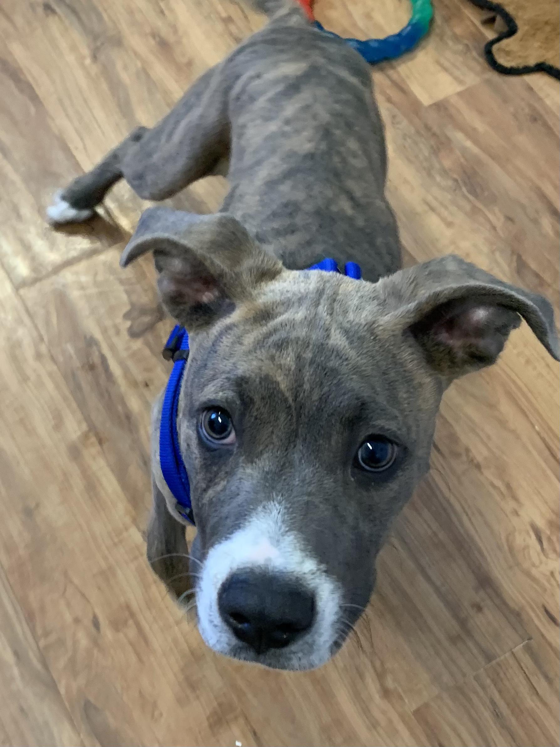 Enlarge Yoda, a ADOPTABLE mixed breed in Grass Valley, CA image 3/4