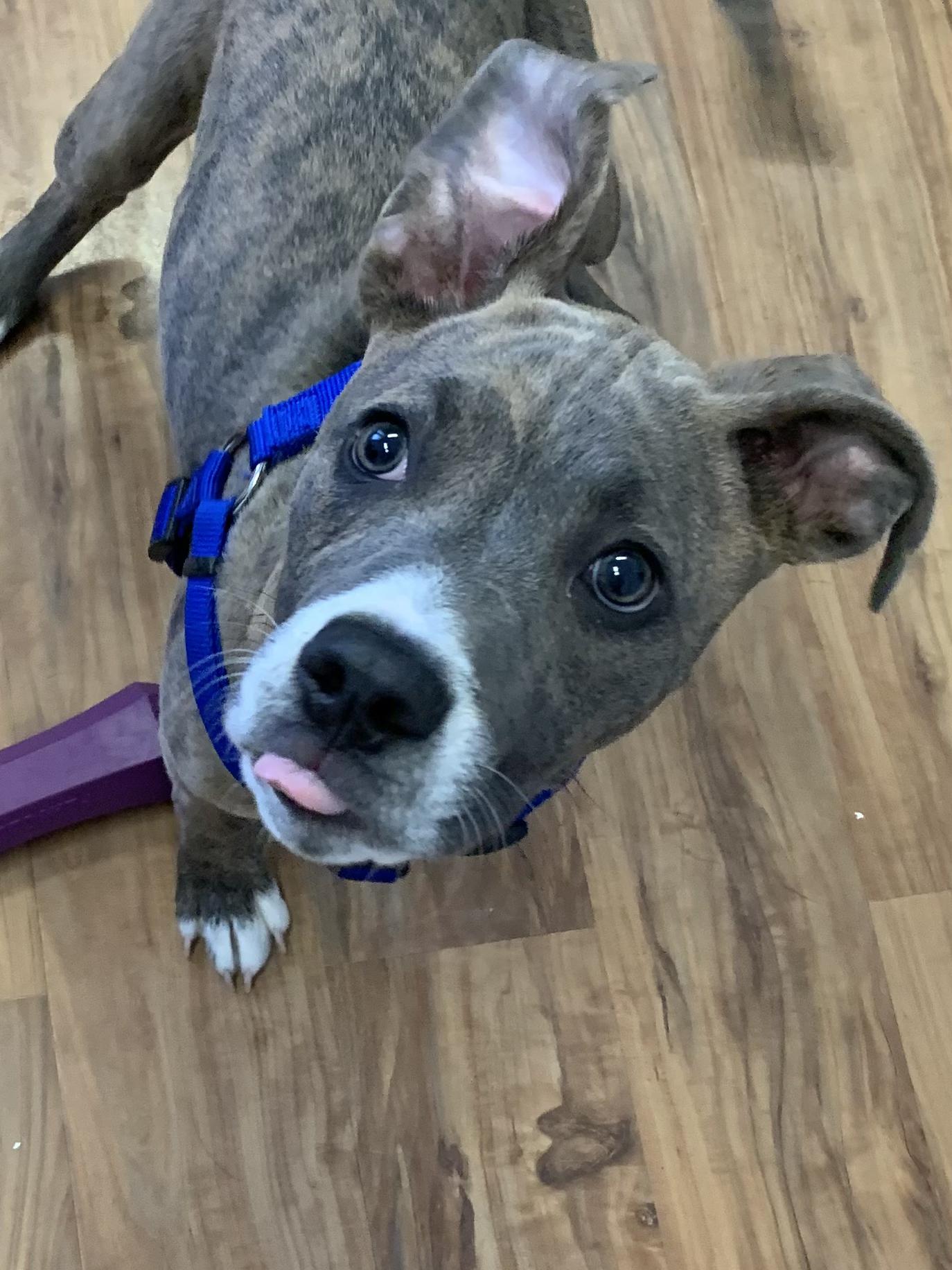 Enlarge Yoda, a ADOPTABLE mixed breed in Grass Valley, CA image 4/4