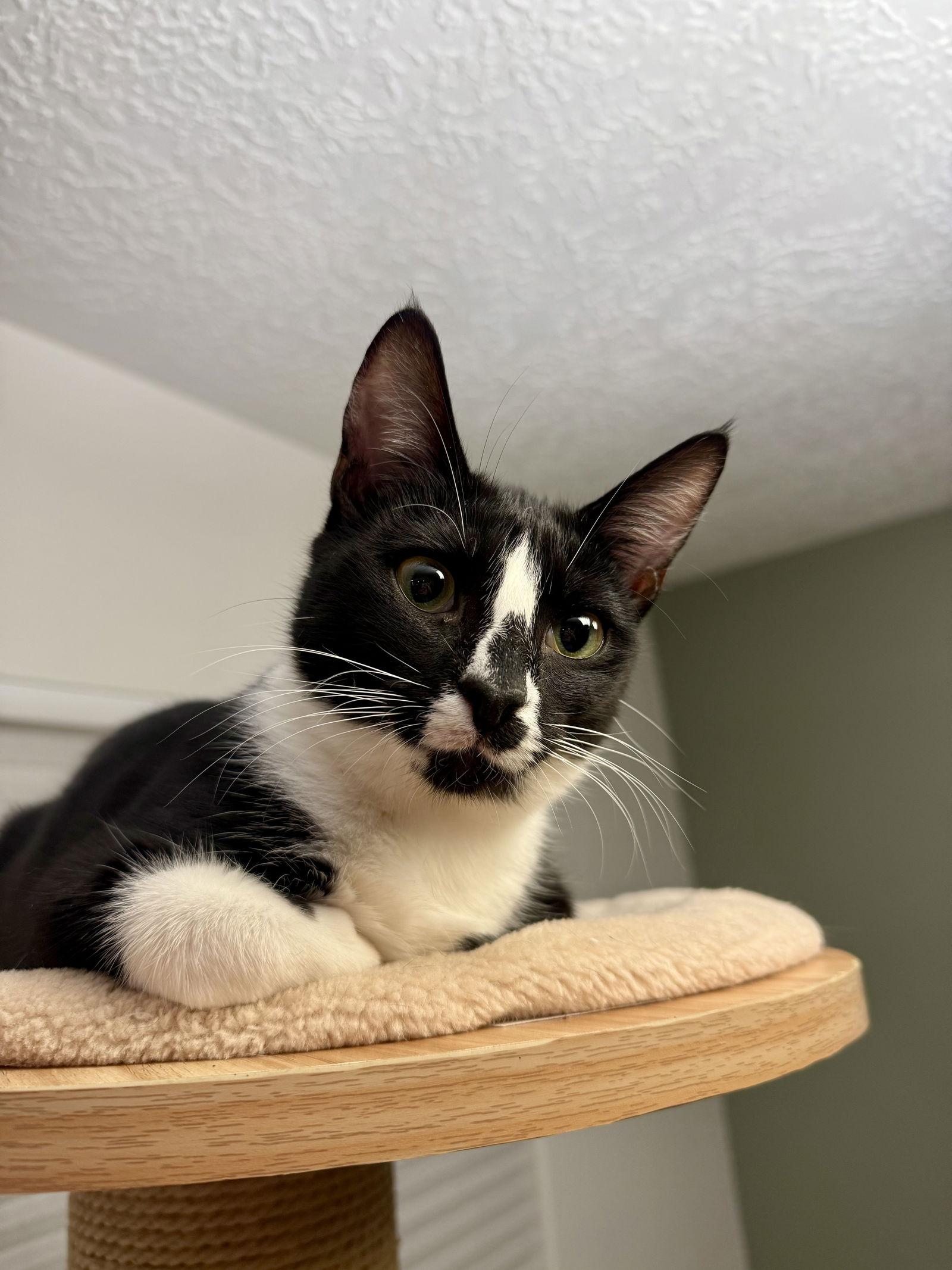 Bryana, Adoptable, Kitten Female Domestic Short Hair.