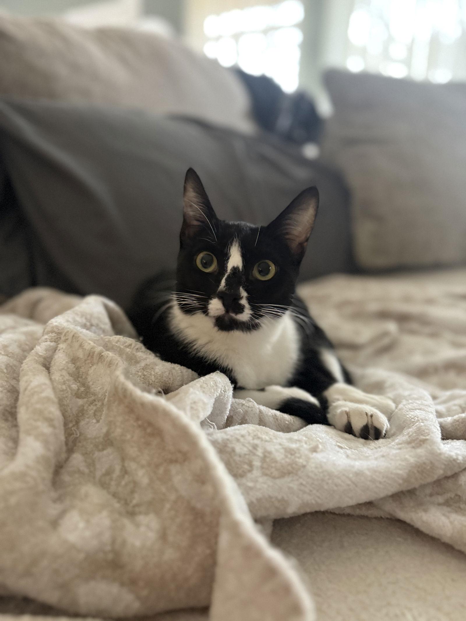 Enlarge Bryana, a Adoptable Domestic Short Hair in Rosenberg, TX image 1/3