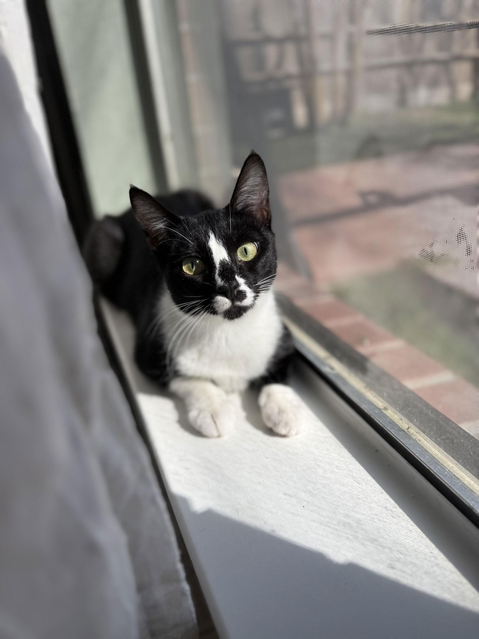 Enlarge Bryana, a Adoptable Domestic Short Hair in Rosenberg, TX image 2/3