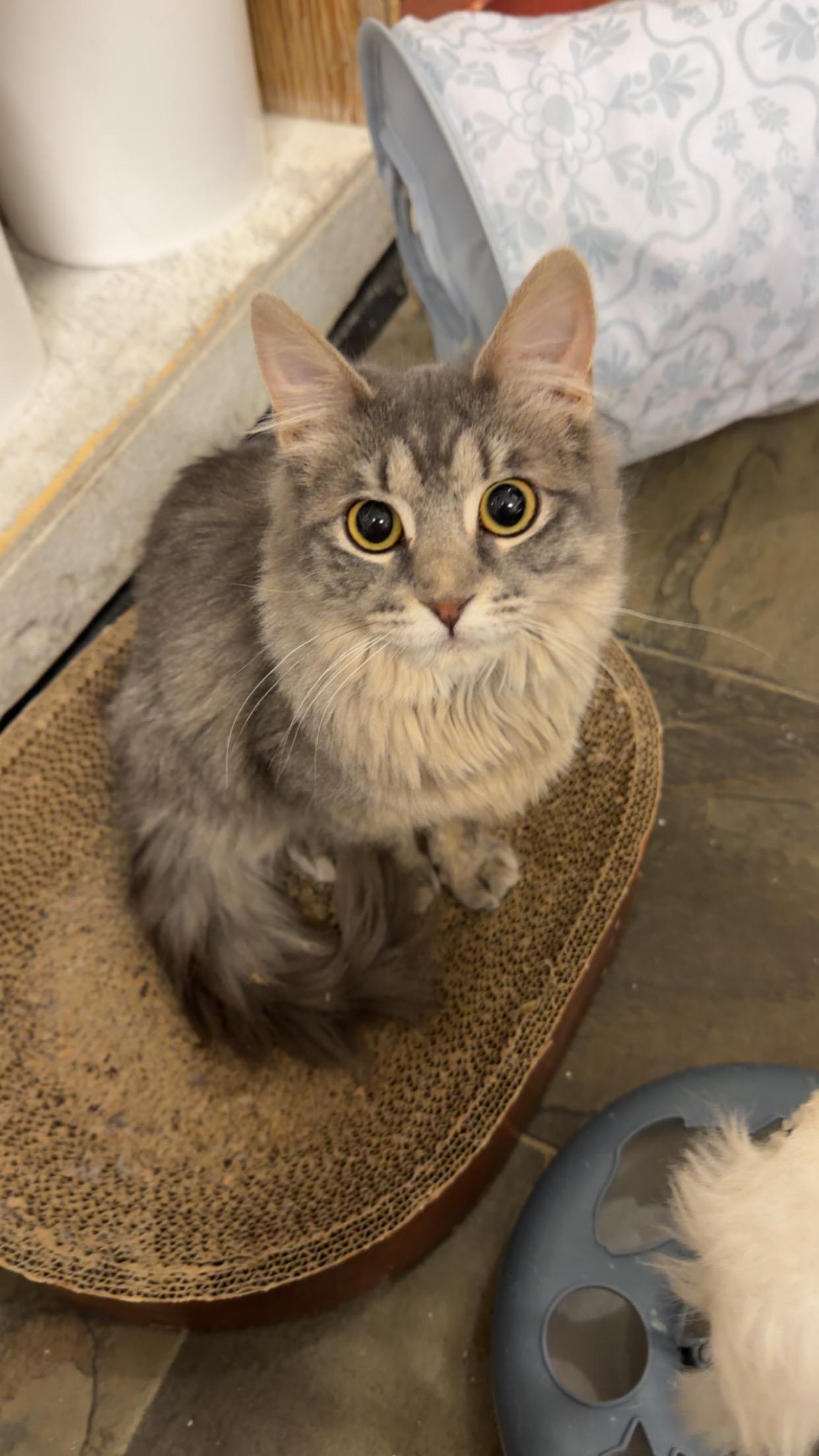 Enlarge Fluffers, a ADOPTABLE Domestic Long Hair in Mauston, WI image 1/1