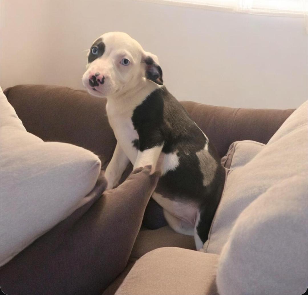 Tia, ADOPTABLE, Puppy Female Catahoula Leopard Dog.