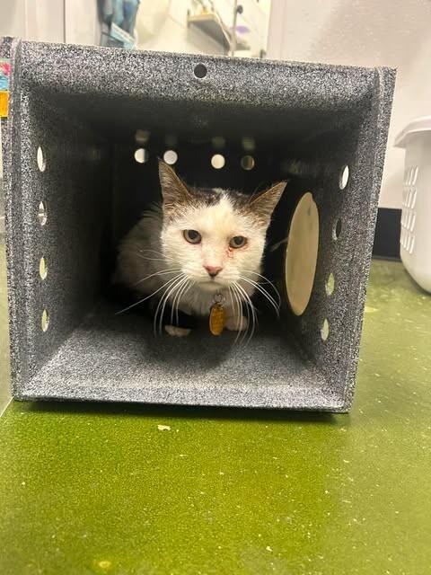 Patches, a Adoptable Domestic Short Hair in Fruit Heights, UT image 1/3