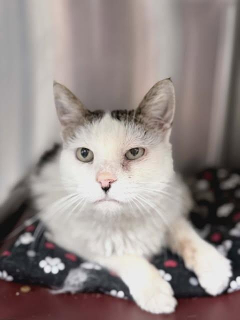 Patches, a Adoptable Domestic Short Hair in Fruit Heights, UT image 3/3