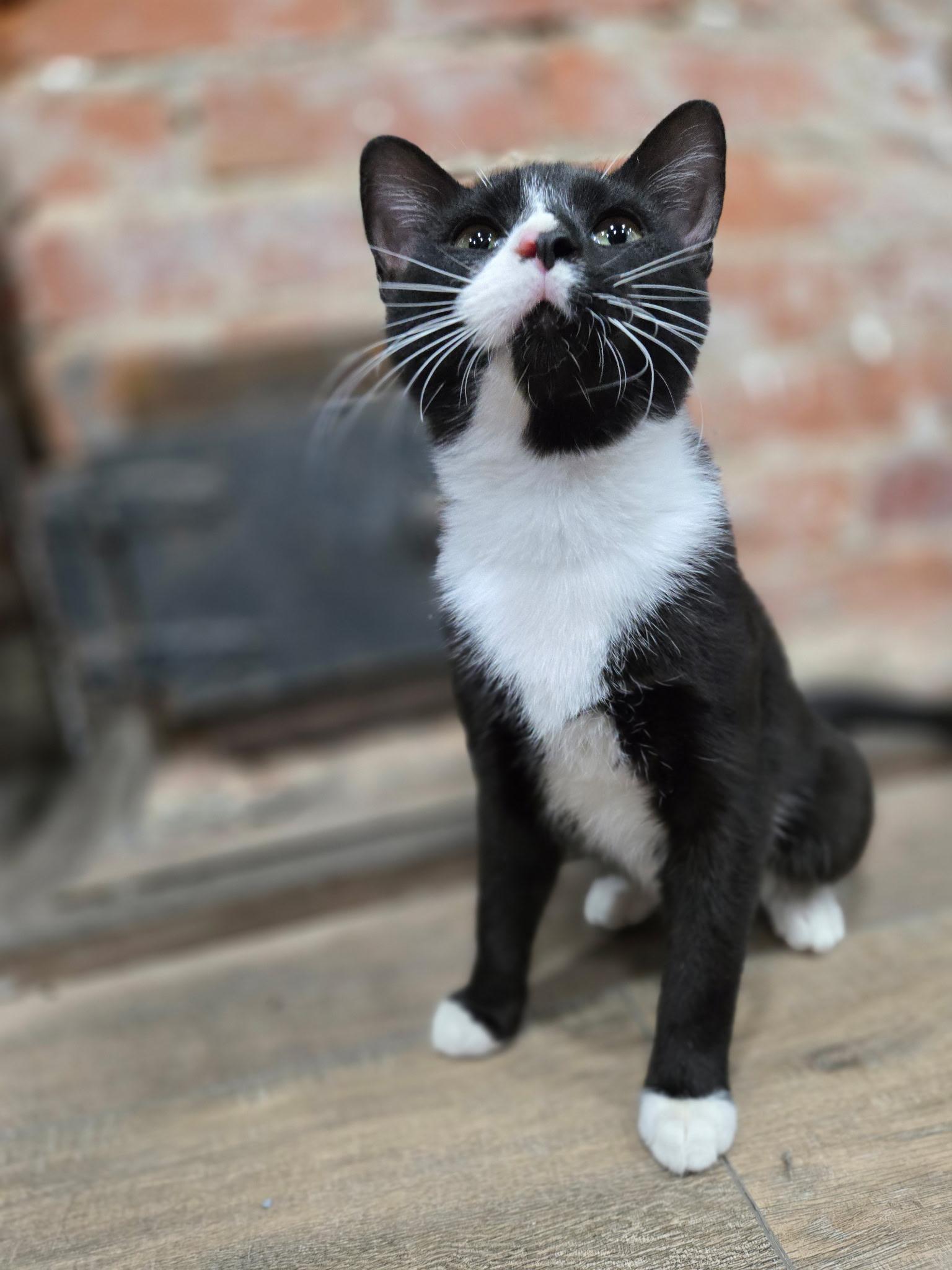 Egg Boi, adoptable, Young Male Domestic Short Hair.