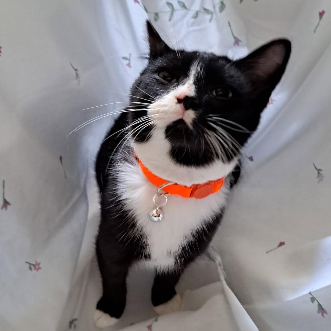 Egg Boi, an adoptable Domestic Short Hair in Allison Park, PA image 2/2