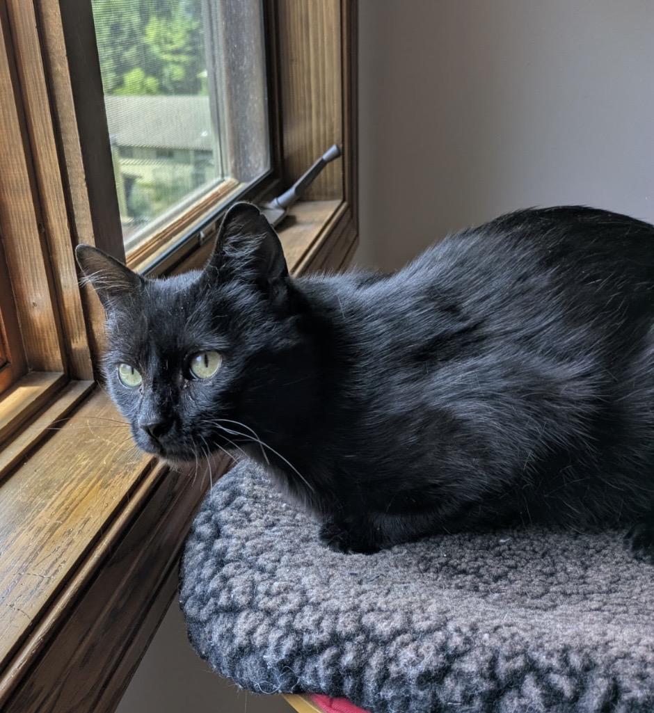 Mystery, a ADOPTABLE Domestic Short Hair in Port Washington, WI image 2/2