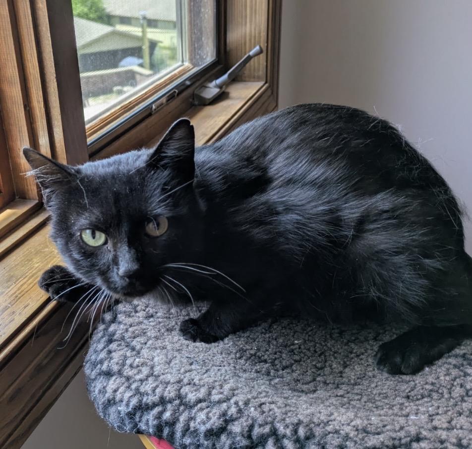 Mystery, ADOPTABLE, Adult Male Domestic Short Hair.