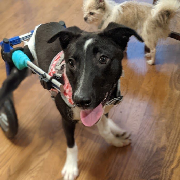 Sweet Pea *PARALYZED* photo 4
