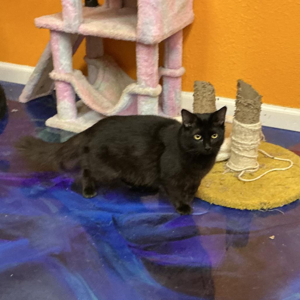 Enlarge Penelope, a Adoptable Domestic Short Hair in Midland, TX image 1/1