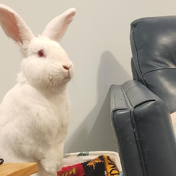 BlueBelle, Adoptable, Adult Female Florida White.