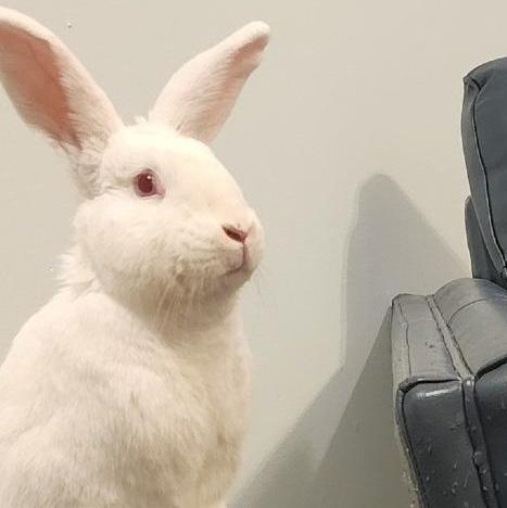 Enlarge BlueBelle, a Adoptable Florida White in Hilliard , FL image 2/6