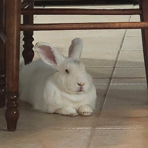 Enlarge BlueBelle, a Adoptable Florida White in Hilliard , FL image 3/6