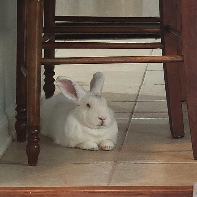 Enlarge BlueBelle, a Adoptable Florida White in Hilliard , FL image 2/6