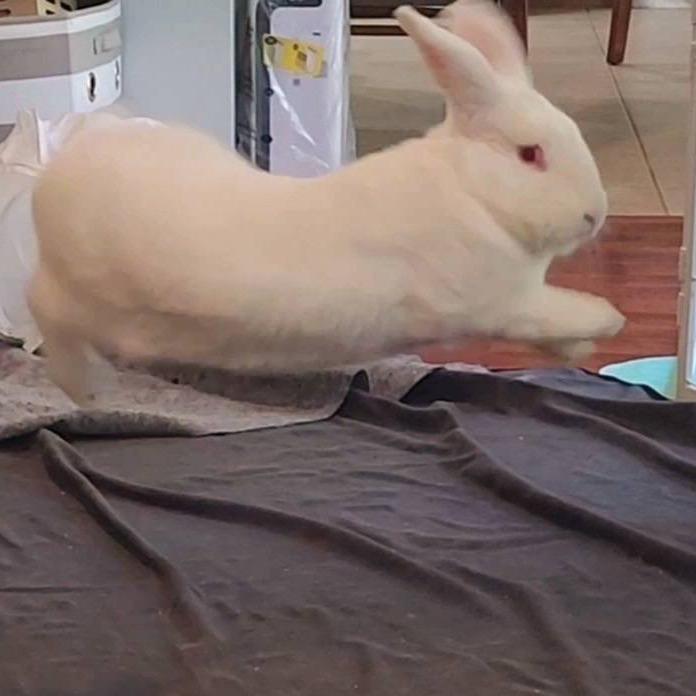 Enlarge BlueBelle, a Adoptable Florida White in Hilliard , FL image 3/6