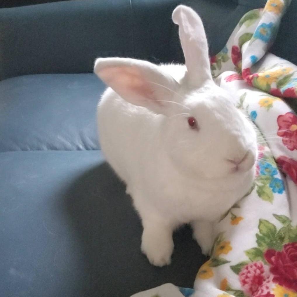 BlueBelle, Adoptable, Adult Female Florida White.