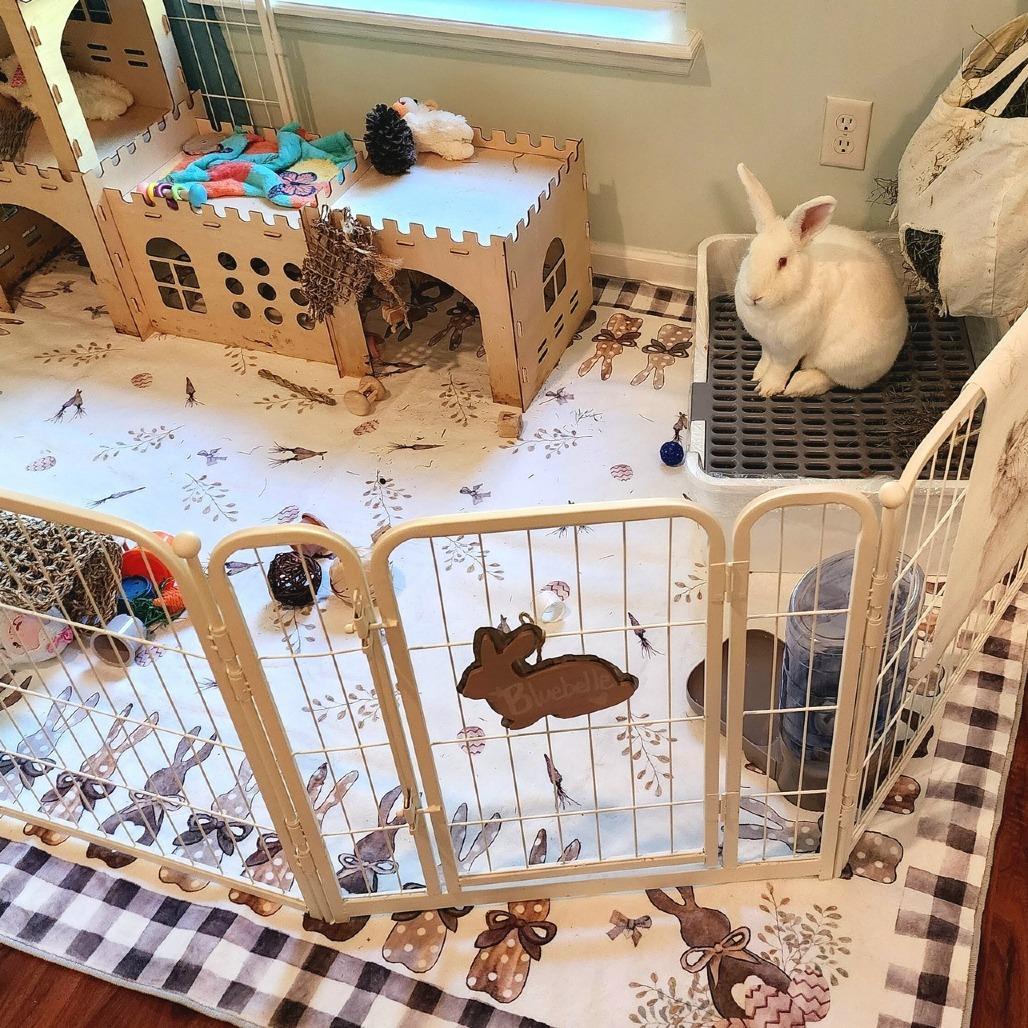 Enlarge BlueBelle, a Adoptable Florida White in Hilliard , FL image 5/6