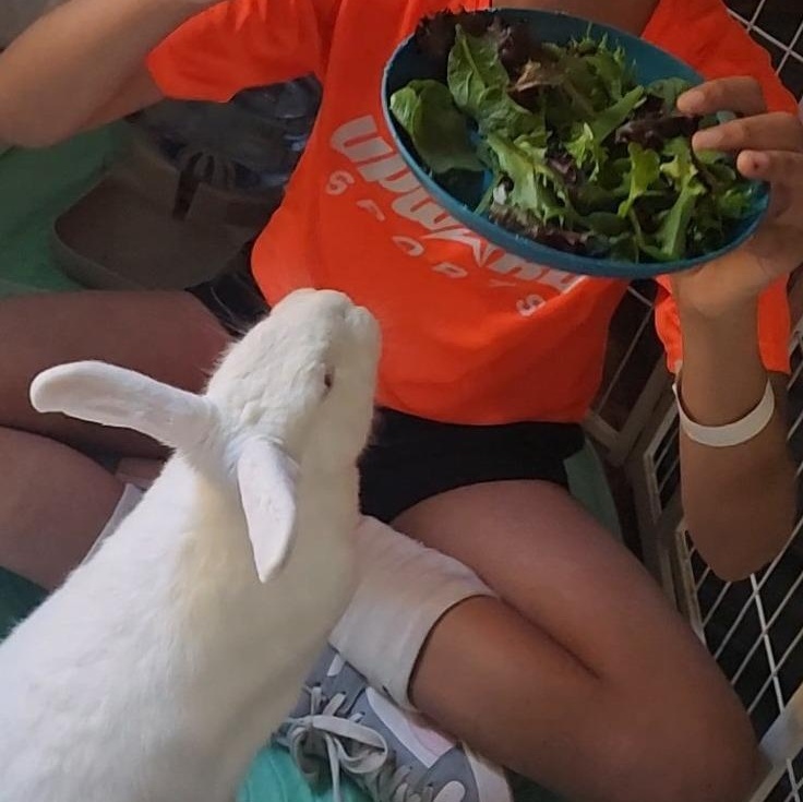 Enlarge BlueBelle, a Adoptable Florida White in Hilliard , FL image 6/6