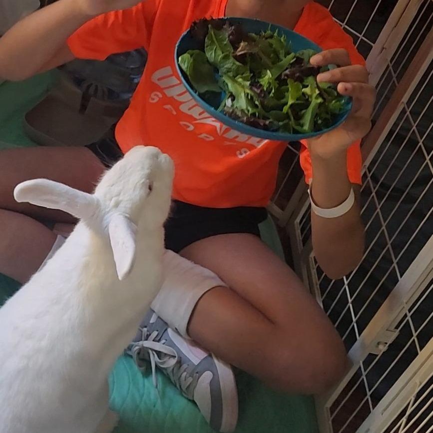 Enlarge BlueBelle, a Adoptable Florida White in Hilliard , FL image 6/6