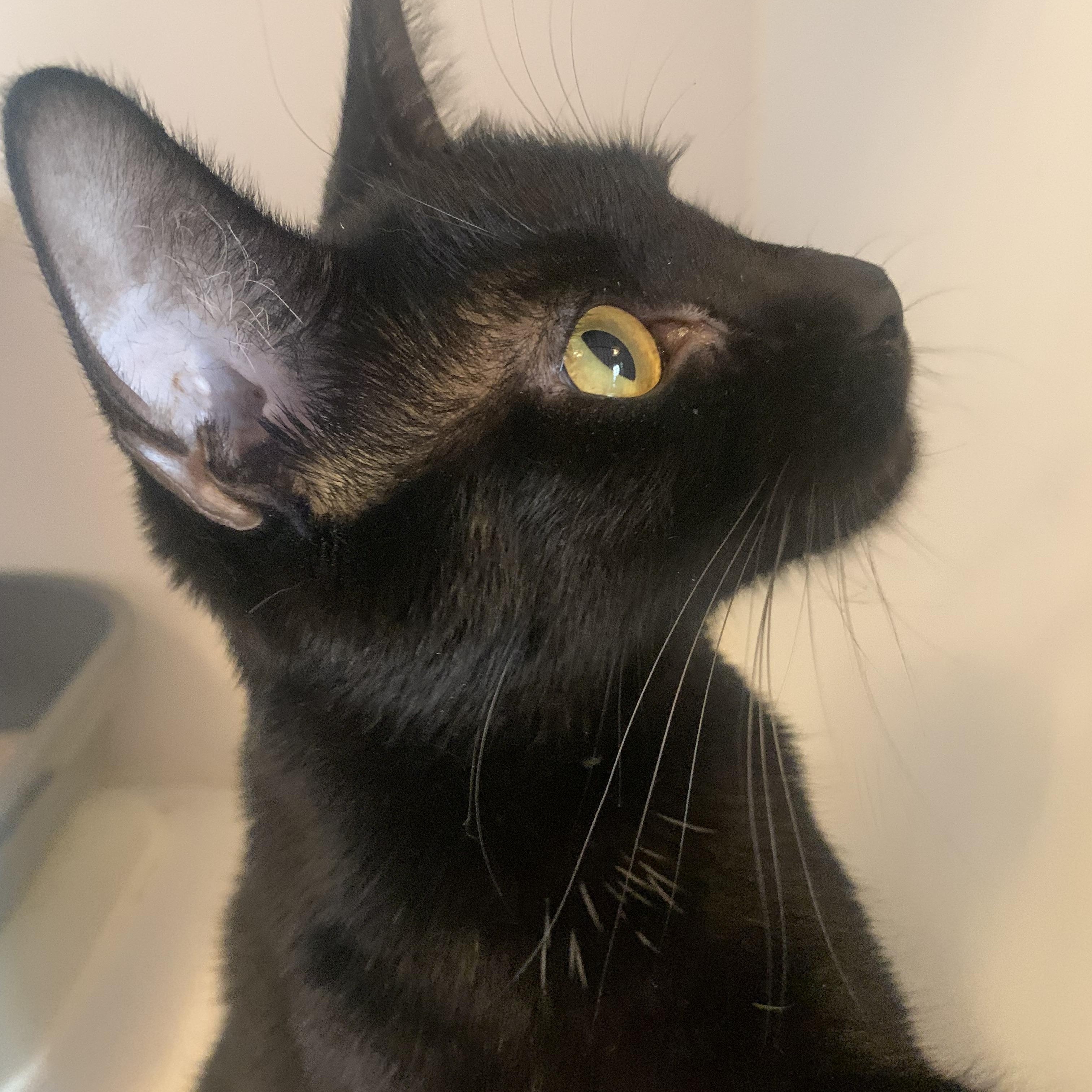 Panther, a Adoptable mixed breed in San Jose, CA image 4/5