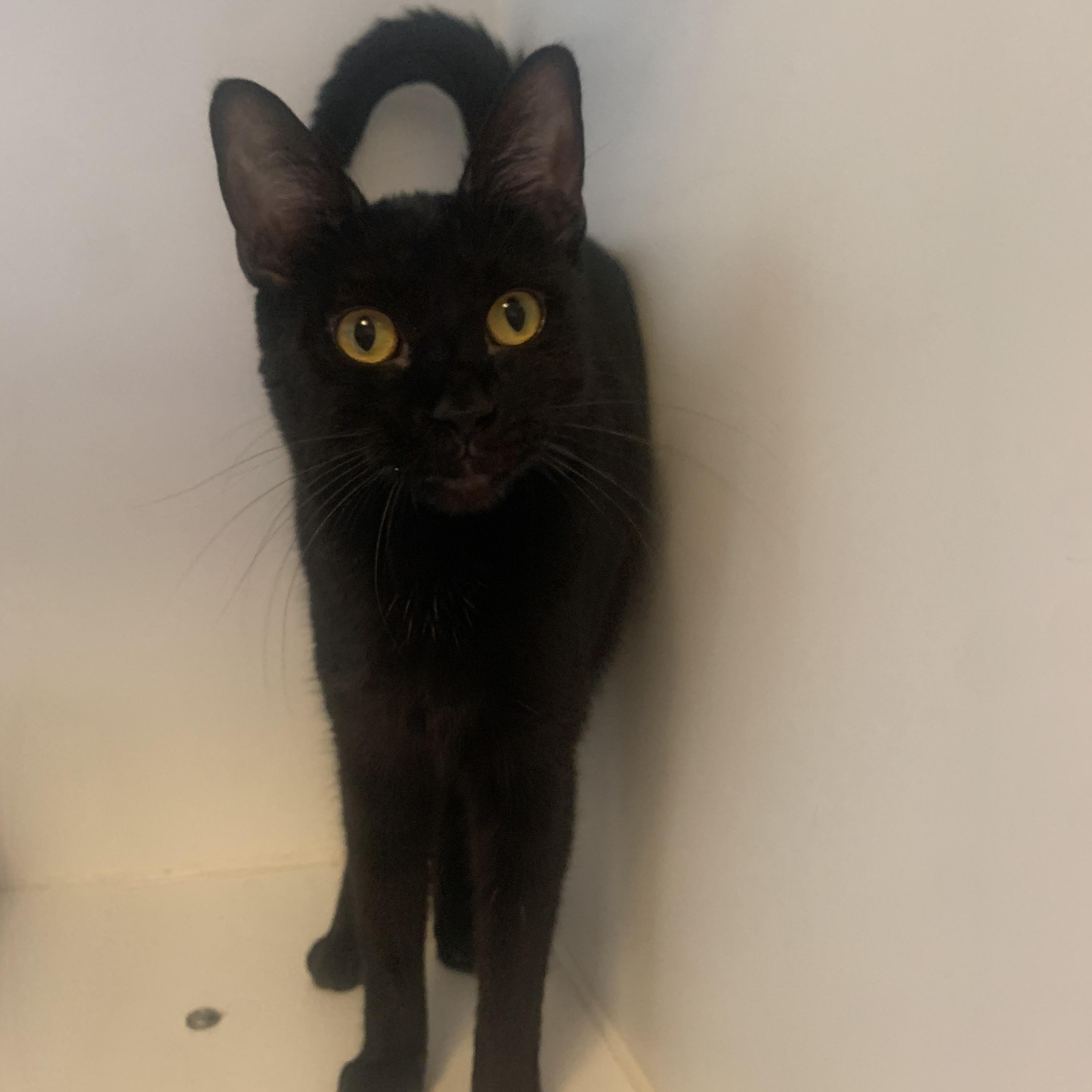 Panther, Adoptable, Adult Female Domestic Short Hair.