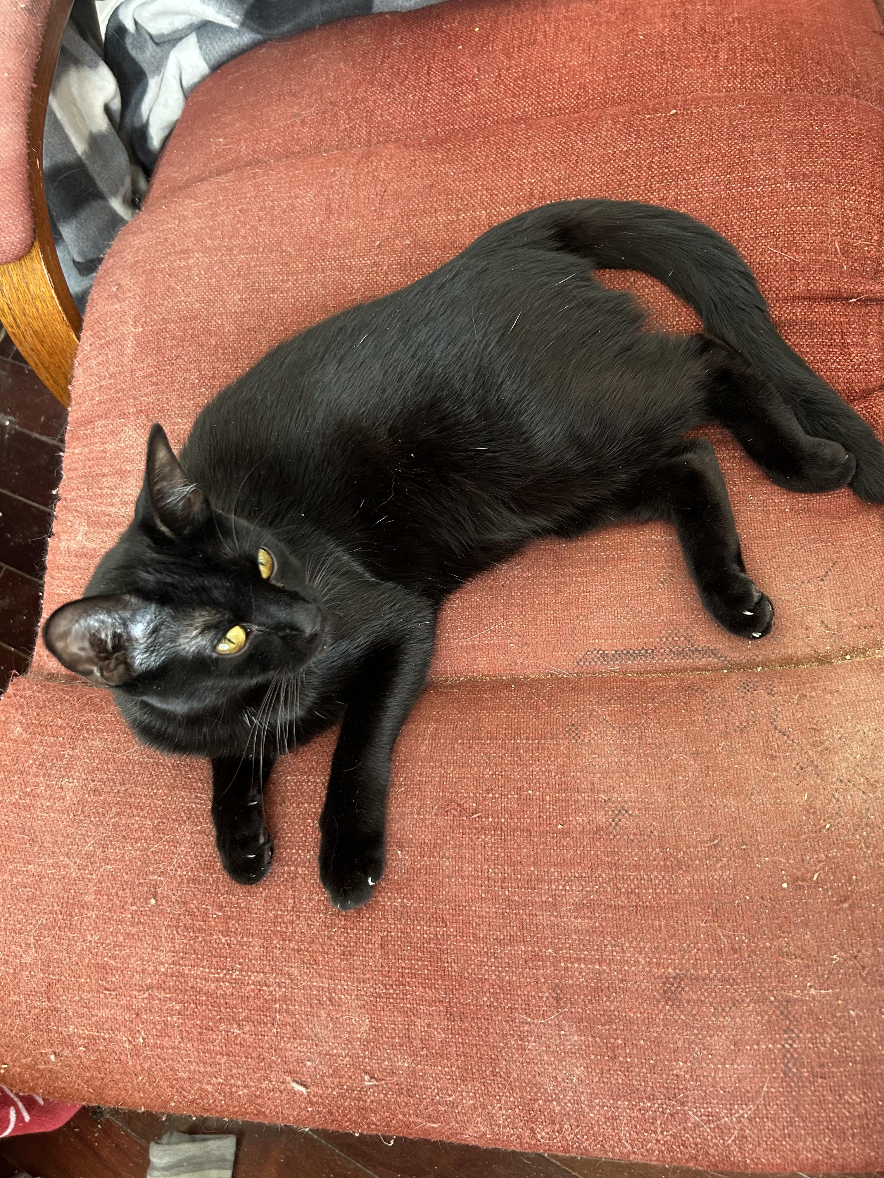 Panther, a Adoptable mixed breed in San Jose, CA image 5/5