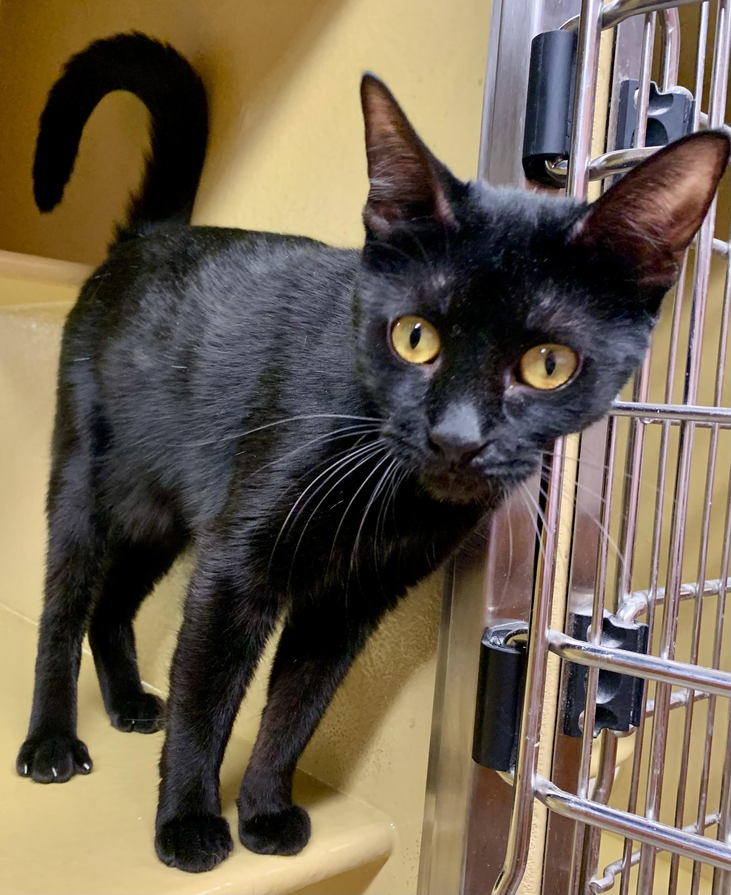 Panther, a Adoptable mixed breed in San Jose, CA image 2/5
