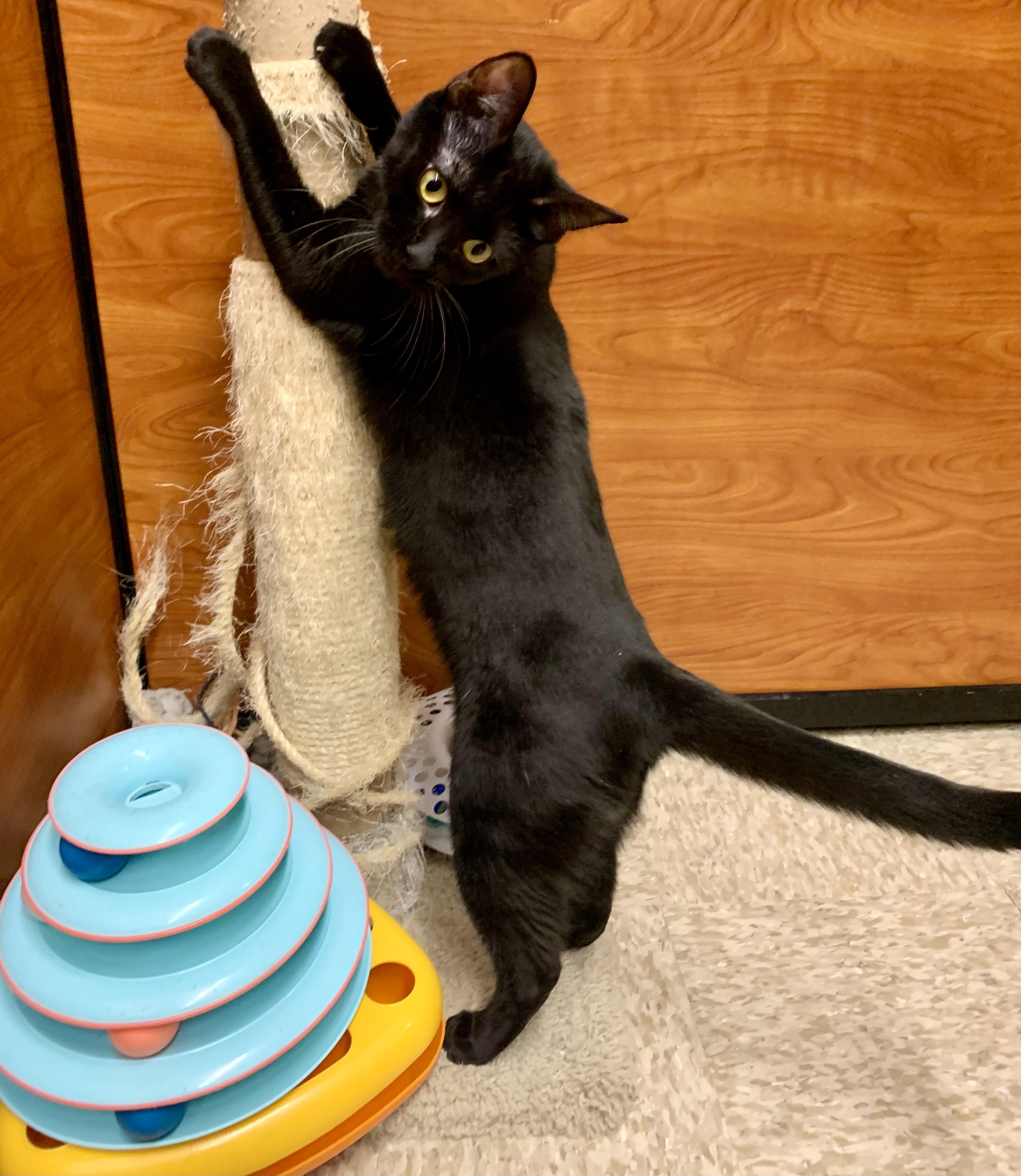 Panther, a Adoptable mixed breed in San Jose, CA image 1/5