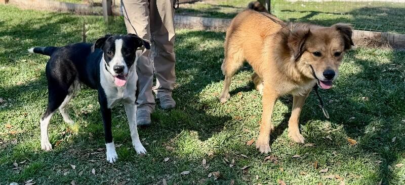 Domino Falls For You — thumbnail 3