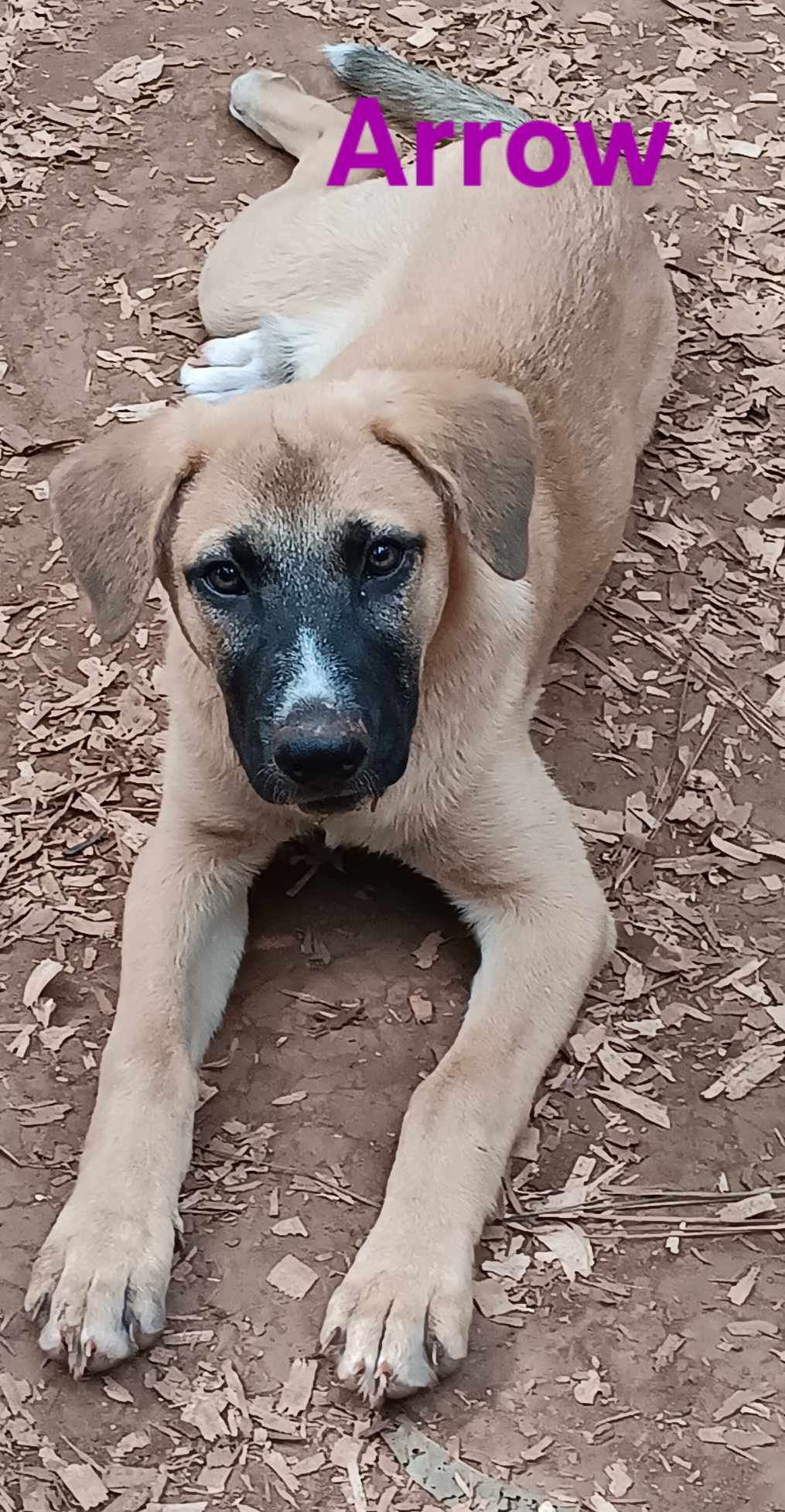 Dog for adoption Arrow, a German Shepherd Dog Mix in Ferrisburgh, VT