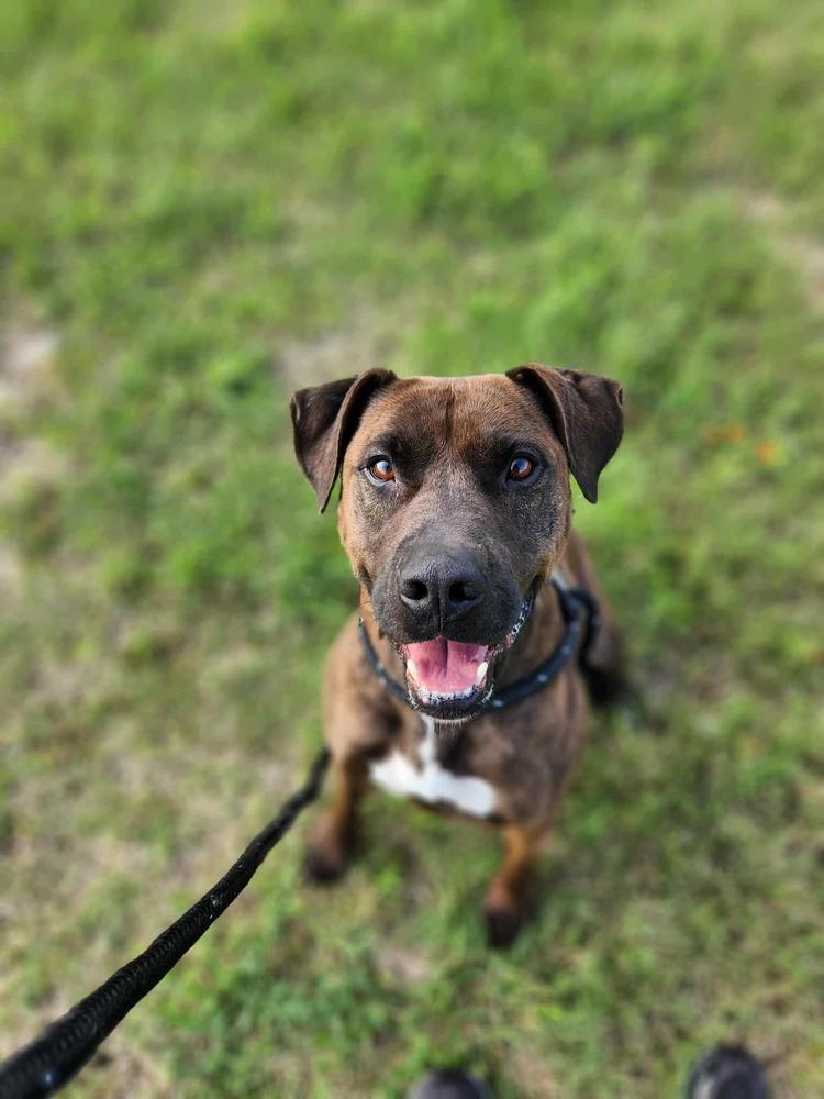Bruce, Adoptable, Adult Male Labrador Retriever & Pit Bull Terrier.