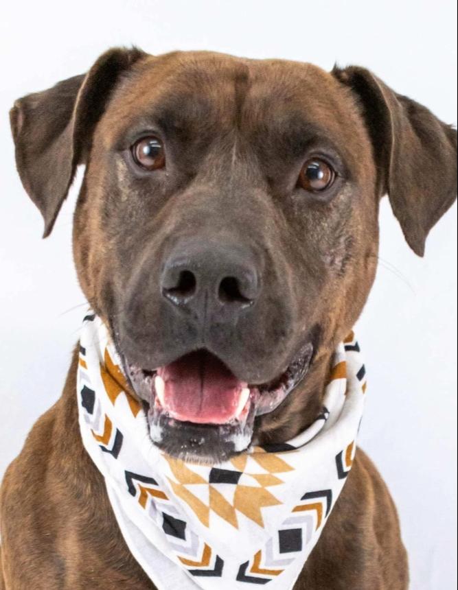 Enlarge Bruce, a Adoptable mixed breed in TULSA, OK image 1/6