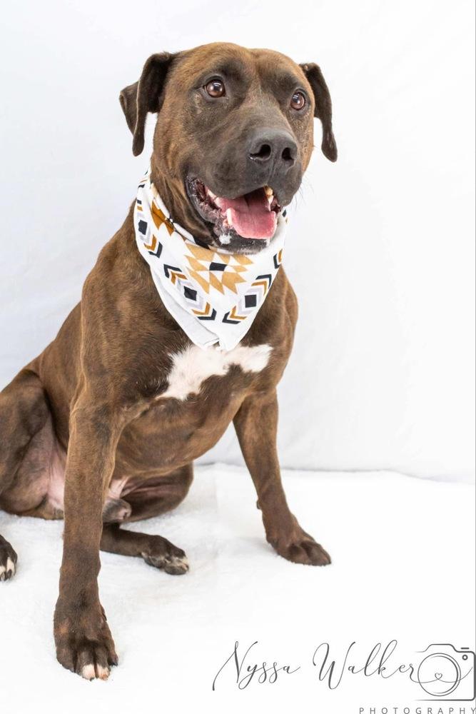 Enlarge Bruce, a Adoptable mixed breed in TULSA, OK image 2/6