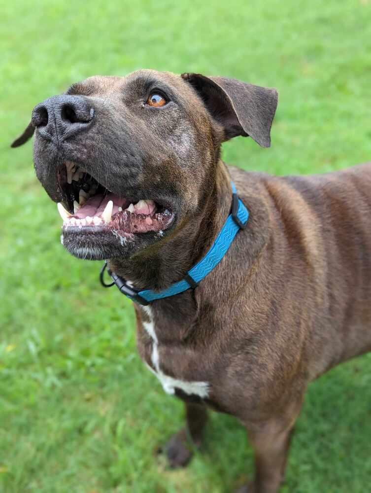 Enlarge Bruce, a Adoptable mixed breed in TULSA, OK image 3/6