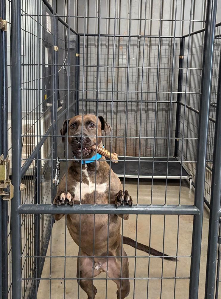 Enlarge Bruce, a Adoptable mixed breed in TULSA, OK image 4/6