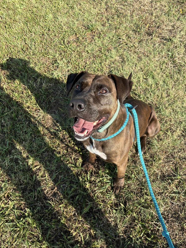 Enlarge Bruce, a Adoptable mixed breed in TULSA, OK image 6/6