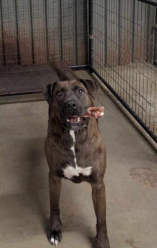 Enlarge Bruce, a Adoptable mixed breed in TULSA, OK image 6/6