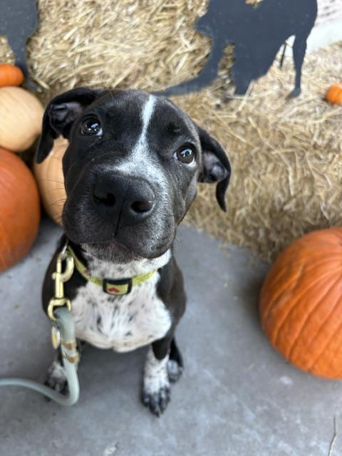 Enlarge Skittles, a Adoptable mixed breed in Lexington, MO image 2/6