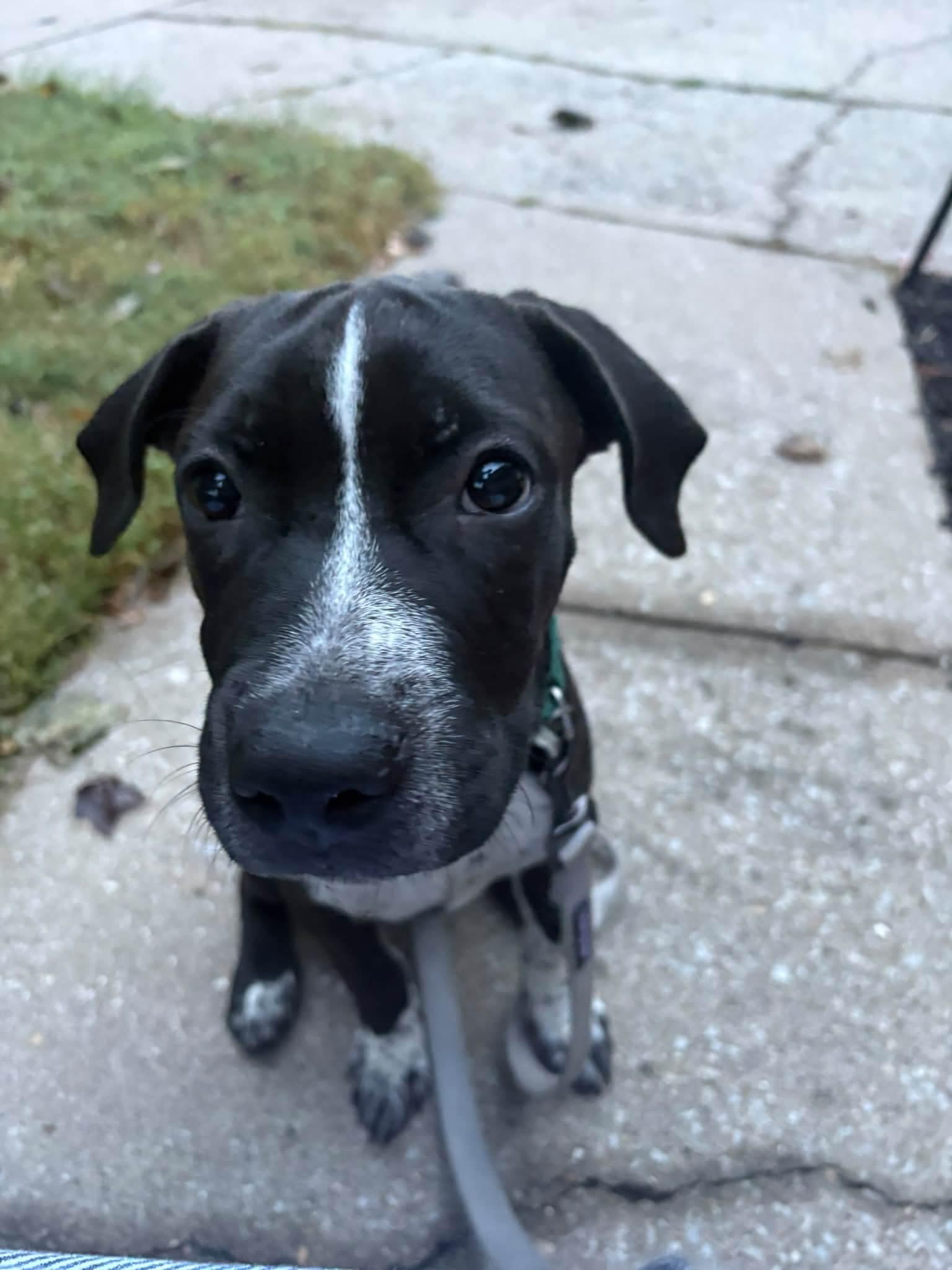 Enlarge Skittles, a Adoptable mixed breed in Lexington, MO image 6/6