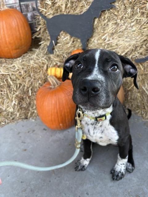 Enlarge Skittles, a Adoptable mixed breed in Lexington, MO image 5/6