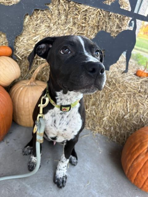 Enlarge Skittles, a Adoptable mixed breed in Lexington, MO image 4/6