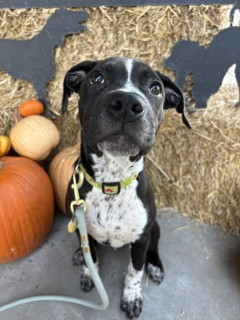 Enlarge Skittles, a Adoptable mixed breed in Lexington, MO image 3/6